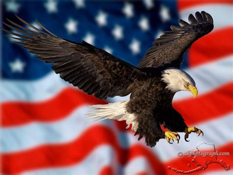 American Flag Eagle Wallpaper Wallpapersafari