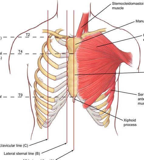 Anatomy Of Chest Wall Surface Anatomy Of Anterior Chest Wall And Images And Photos Finder
