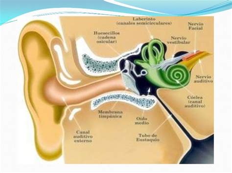 Anatomia De Oído