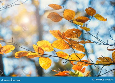Colorful Autumn Leaves With Blue Sky Stock Image Image Of Foliage