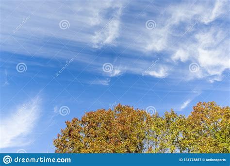Fall Leaves Against An Autumn Blue Sky Stock Image Image Of Beautiful