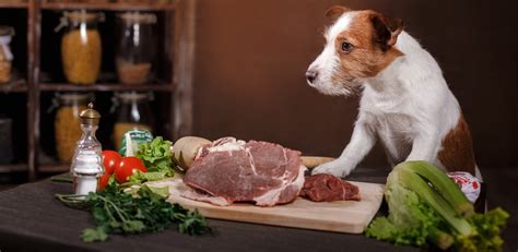 Raw Diet For Dogs 101 The Ultimate Guide Top Dog Tips