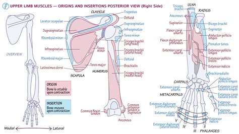 Gross Anatomy Upper Extremity Posterior Draw It To Know It