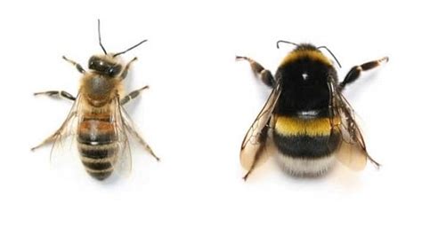 Bumble Bees Vs Honey Bees 6 Differences That May Surprise You