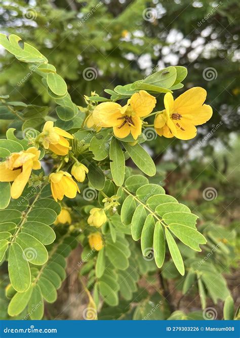 Flower of Scrambled Egg Tree - Senna Surattensis (Burm.f) Stock Photo