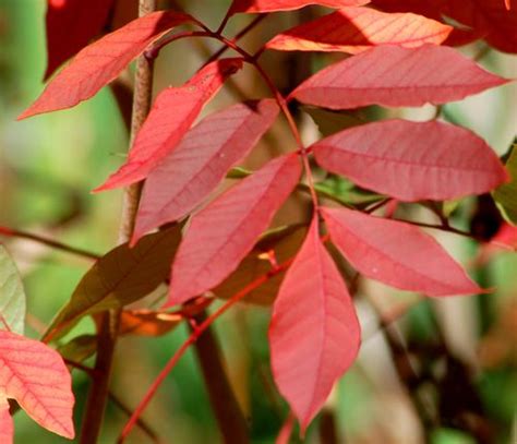 See Poison Sumac Leaves And Other Parts For Positive Identification