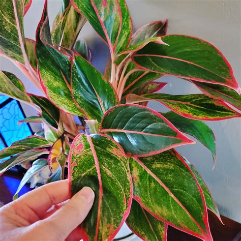 0 more photos view gallery. Aglaonema "Siam Aurora." Not mine alas, but now it's on my ...