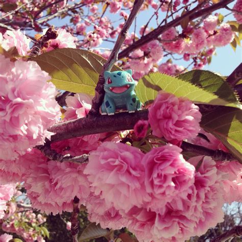 Cherry Blossom Bulbasaur Pokemon
