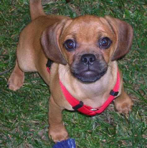 Puggle My Dog Breeders Part 123