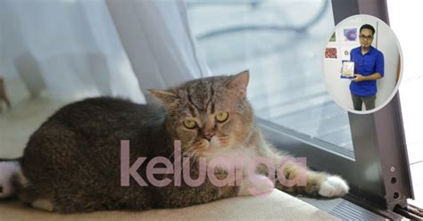 Masalah bulu kucing anda gugur???? Bulu Kucing Gugur Teruk, Doktor Veterinar Ni Jelaskan ...