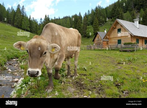 Cow On Alpine Pasture Spital Hi Res Stock Photography And Images Alamy