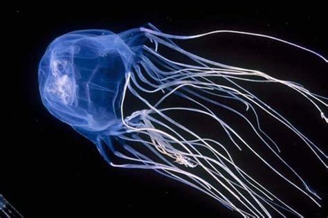 10 Facts About Box Jellyfish Fact File