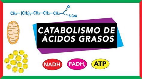 Catabolismo de ácidos grasos Movilización activación y beta oxidación