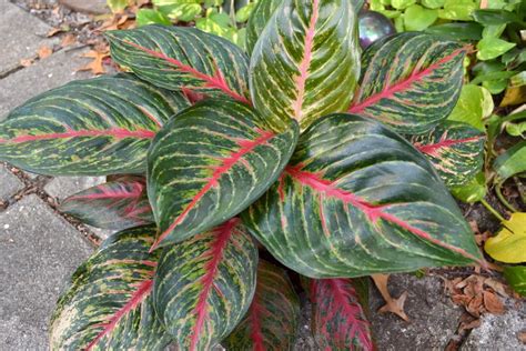 Photo Of The Entire Plant Of Chinese Evergreen Aglaonema Aglaonema