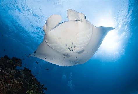 The Rays Of Lady Elliot Island Lady Elliot Island Eco Resort Great