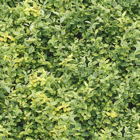 High Resolution Textures Seamless Hedge Green Yellow Leaves Tree Texture