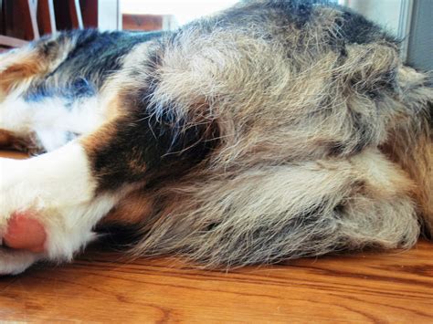 But he has never yet caught up with the three days that he. The Chronicles of Cardigan: It Rhymes With 'Hump' Day (1st ...
