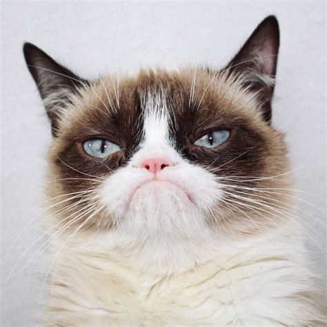 Whether Grumpy Cat Was Actually Grumpy Or Not She Was A Beloved