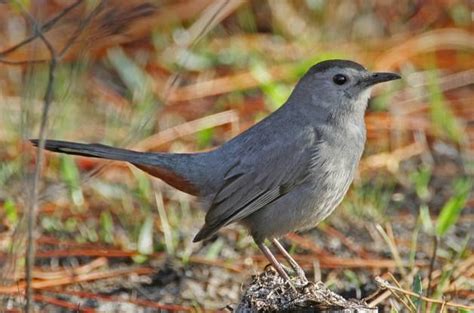 Gray Catbird Attracting Birds Birds And Blooms Backyard Birds