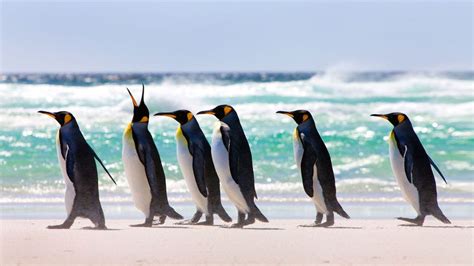 Where Penguins Outnumber People Bbc Travel