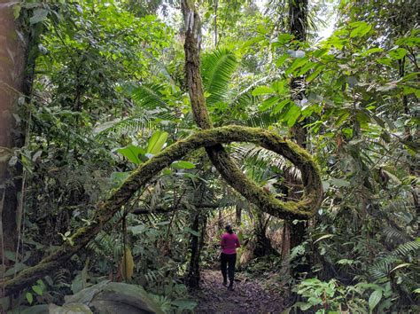 Amazon Rainforest In Ecuador Deep In The Jungle My Zen And Zany Life