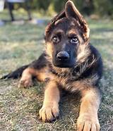 We make sure each dog has the health care and worming at the appropriate ages. German Shepherd Puppies For Sale | Visalia, CA #328255