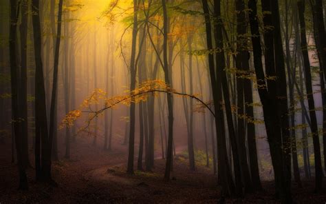 Sunlight Trees Landscape Forest Fall Leaves Nature Branch