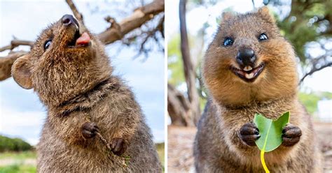 The Quokka Is Called The Happiest Animal In The World And Here Is Its