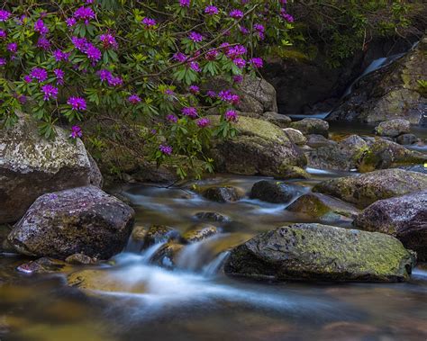Glen River County Down United Kingdom Rhododendron Purple Flower Stream