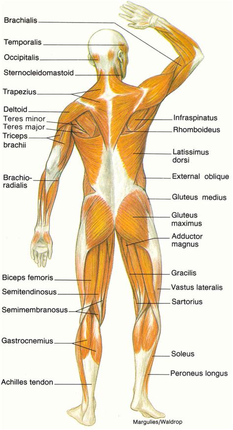 Diagram Of Muscular System Biological Science Picture Directory