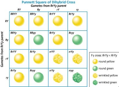 In A Punnett Square With Boxes The Maximum Number Of Different Genotypes And Phenotypes