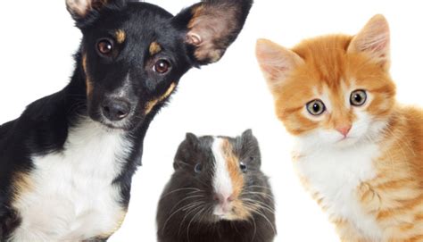 10 Animales Que Pueden Ser Mascotas Portal Salud