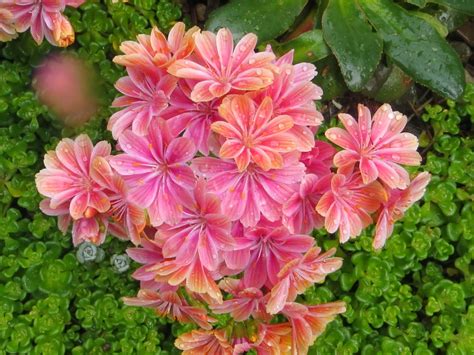 Alstroemeria flower meaning buttercup flower color meanings buttercup flower meanings christmas rose delicious steak environmentally friendly essential tips for growing gorgeous roses fairview greenhouses father's. Happy 2015! More Garden-Worthy Native Plants to Try This Year