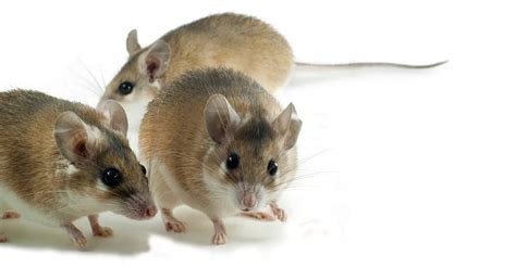 The 10 Largest Rats In The World A Z Animals