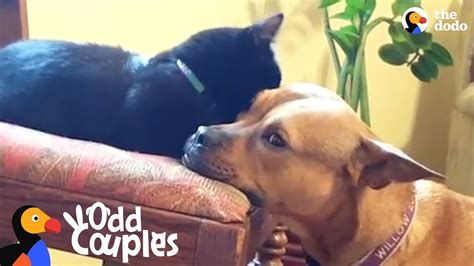Kitten Becomes The Leader Of Her Dog Pack The Dodo Odd Couples Youtube