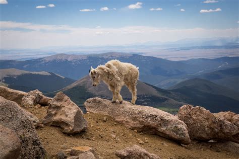 Pikes Peak Mountain Goat Matthew Monarca Photography