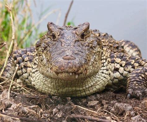 Кубинский крокодил — описание вида ареал обитания питание и размножение