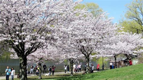 City Of Toronto Announces High Park Cherry Blossoms Will Go Virtual