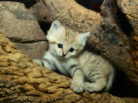 Top 130 Sand Cat Animal