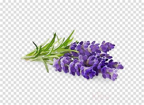 Azirdialogue Lavender Purple Flowers Png Purple Lavender With Dried
