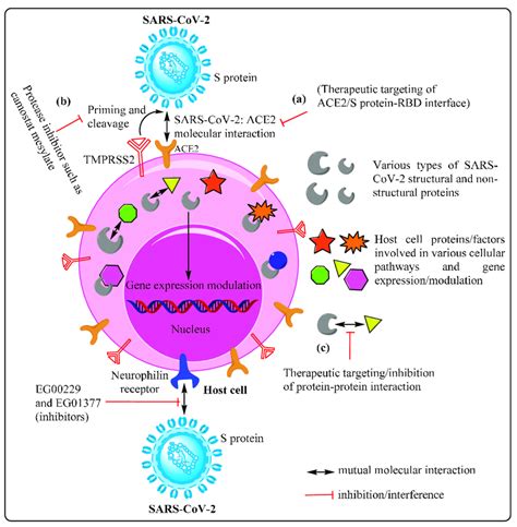 Host Cell Receptormoleculesfactors As Therapeutic Targets For