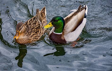 Mallard Ducks Free Stock Photo Public Domain Pictures