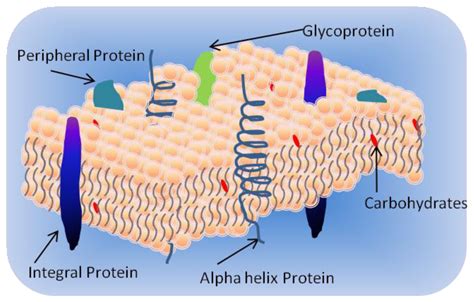 Ijms Free Full Text Engineering Lipid Bilayer Membranes For Protein