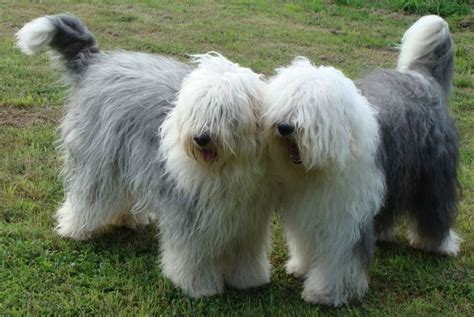 Old English Sheepdogs With Their Tails Intact Old English Sheepdog