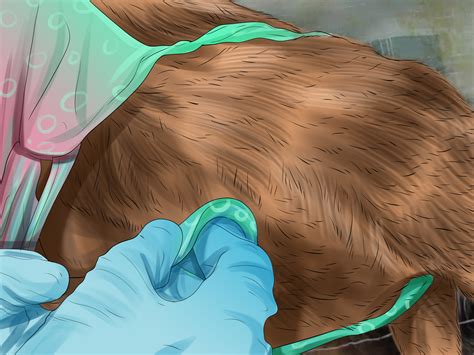How To Diagnose And Treat Pyometra In Cats 10 Steps