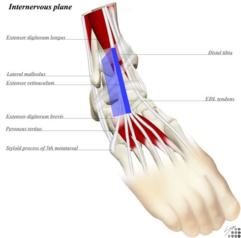 Ankle Joint Bone Anatomy