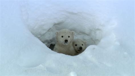 Polar Bear Cubs Leave Their Den For The First Time Britannica