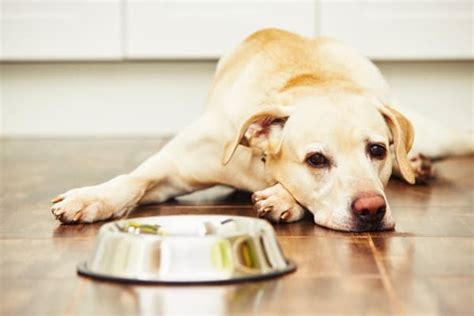 Speak to your vet about changing his diet to find more palatable choices that will entice him to eat. Dog Won't Eat or Drink and Just Lays There: Here's What ...