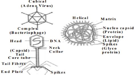 Viruses Introduction And General Characteristics