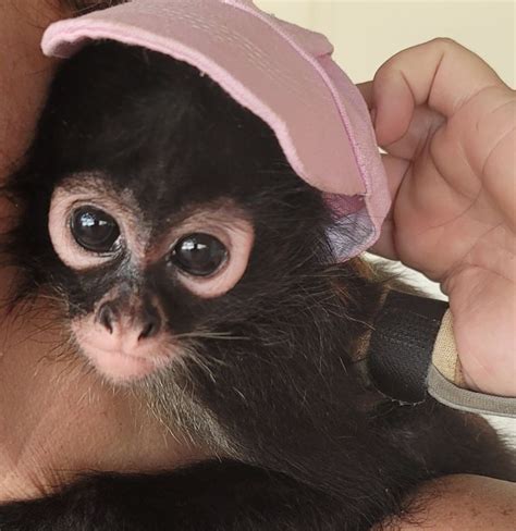 Spider Monkey For Sale In United States 3 Petzlover